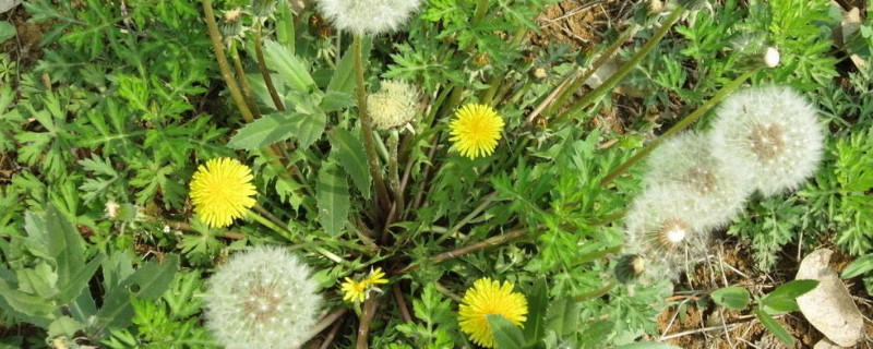 蒲公英几月开花的（蒲公英几月开花的几月播种）