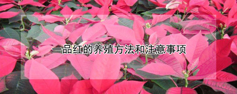 一品红的养殖方法和注意事项（夏天一品红的养殖方法和注意事项）