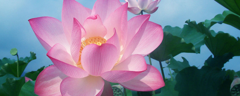 荷花叶子发黄怎么回事 旱荷花的叶子发黄是怎么回事