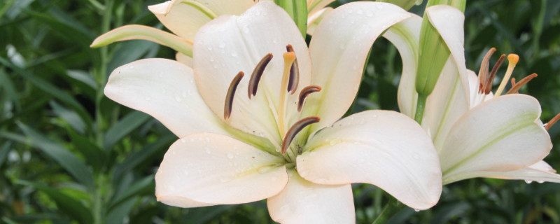 百合花长虫了怎么办 百合花会长虫子吗