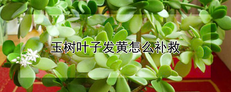 玉树叶子发黄怎么补救（玉树出现黄叶怎么办）