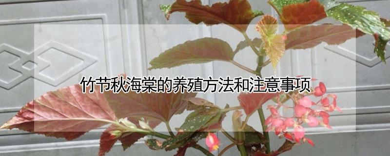 竹节秋海棠的养殖方法和注意事项（竹节海棠秋天怎么养）
