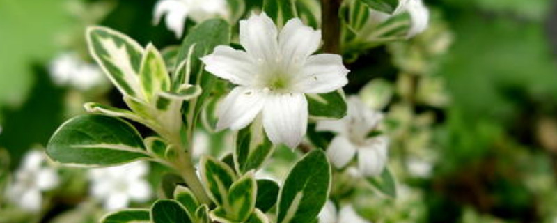 六月雪盆栽适合什么时候种（六月雪用什么盆种好）