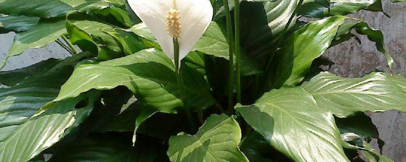 一帆风顺叶子下垂怎么办 一帆风顺叶子下垂发软怎么补救