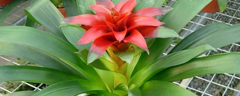 鸿运当头可以水培吗(鸿运当头可以水培吗?)