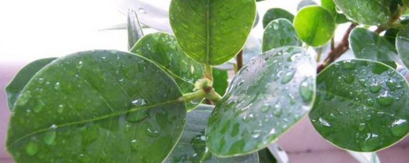 摇钱树开花有什么寓意 摇钱树开花是什么预兆