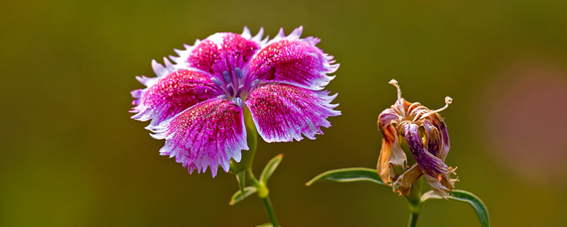 康乃馨需要打顶吗(康乃馨怎么打顶和摘心)