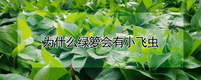 为什么绿箩会有小飞虫 绿萝有虫子飞