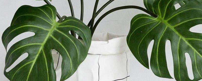 龟背竹为什么不开背（龟背竹为什么有的开背有的不开背）