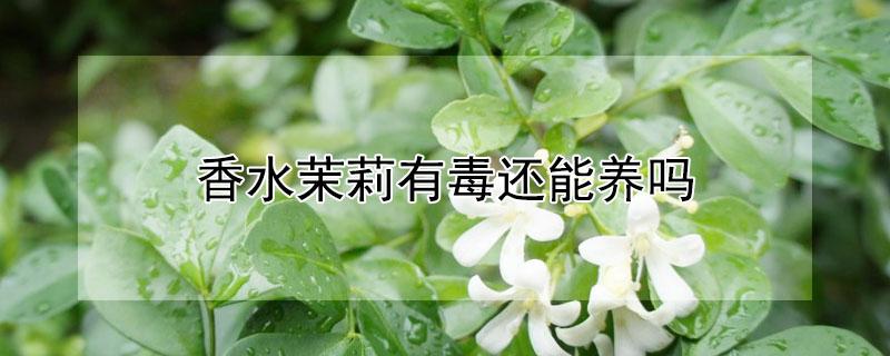 香水茉莉有毒还能养吗 法国香水茉莉有毒还能养吗