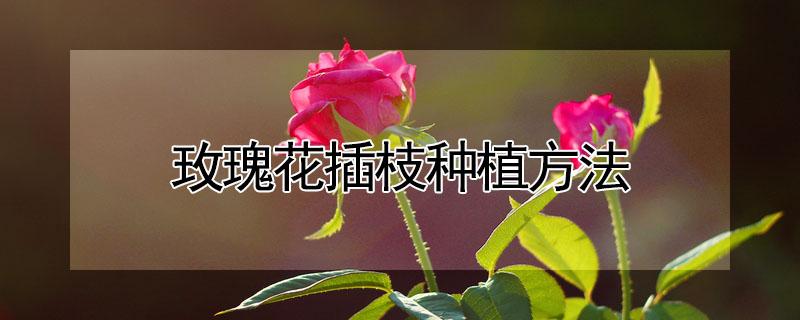 玫瑰花插枝种植方法（玫瑰花插枝种植方法视频）