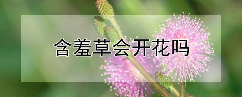 含羞草会开花吗(含羞草会开花吗的短视频)
