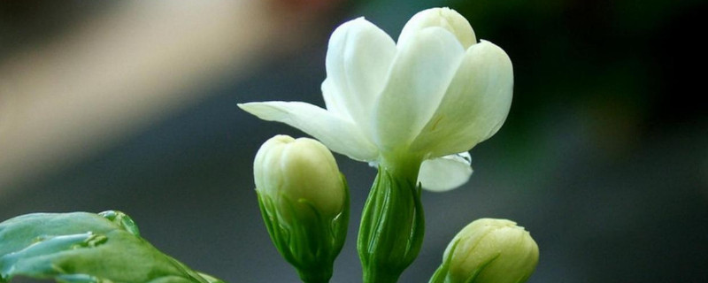 茉莉花的养护注意事项（茉莉花的养护要点）