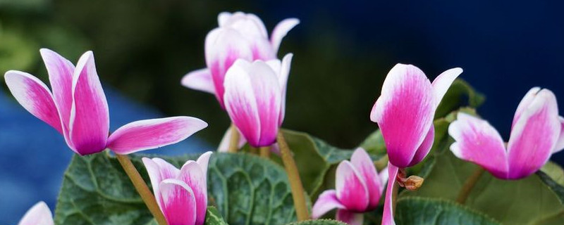 仙客来冬季的养殖方法和注意事项 仙客来的冬天养殖方法和注意事项