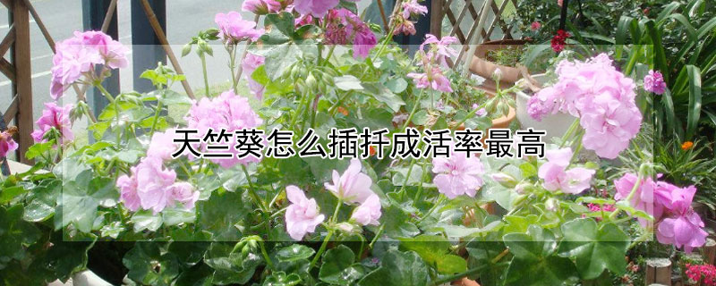 天竺葵怎么插扦成活率最高（天竺葵扦插成活多久可移栽）