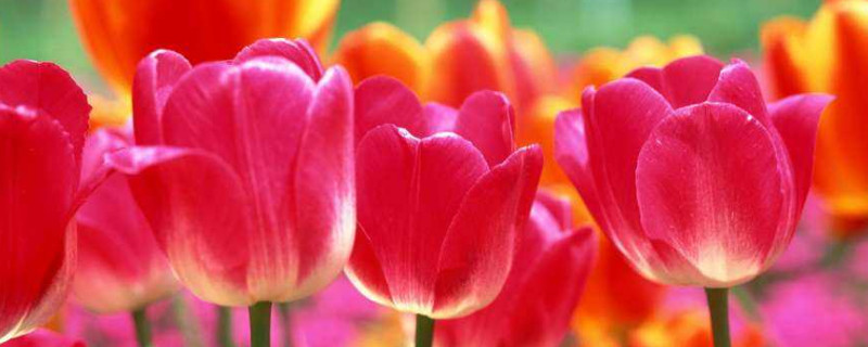 郁金香花开多久凋谢（郁金香花谢了还会开吗）