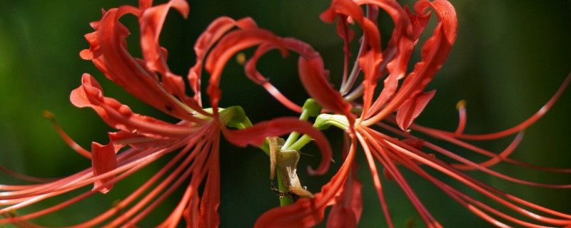彼岸花夏天为什么不发叶子（彼岸花夏天长叶子）