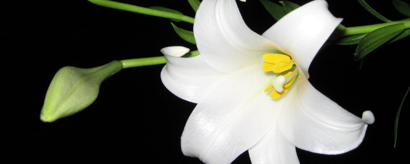 百合花长出花苞几天开花 百合有花苞了多久开花