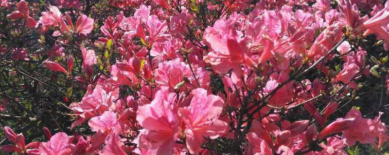 杜鹃花几月开花 四季杜鹃花几月开花