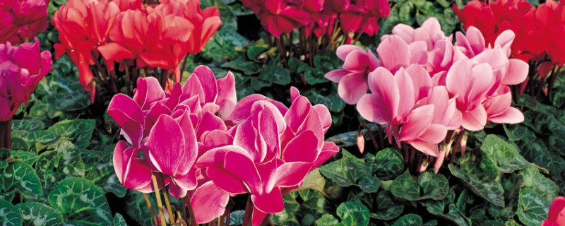 仙客来怎么养家庭养法（仙客来可以家养吗）