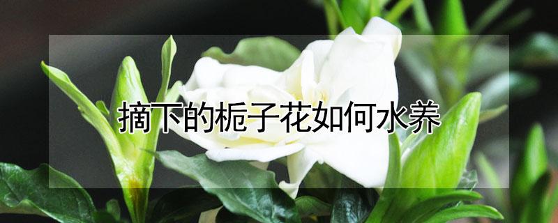 摘下的栀子花如何水养 摘的栀子花养水里怎么养