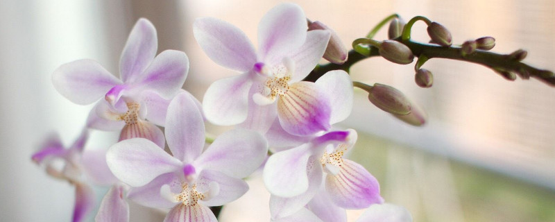 蝴蝶兰叶子破了可以修剪掉吗 蝴蝶兰叶子全部剪掉