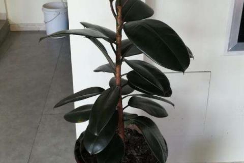 橡皮树不长新叶怎么办