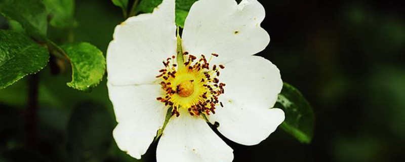 金樱子种子的种植与管理 金樱子种苗