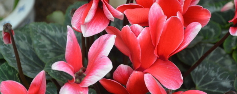 仙客来的花期多长时间（仙客来花期几个月）