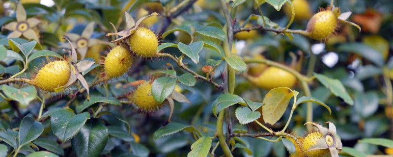 金樱子表面黄了是成熟了吗 金樱子要几月份才成熟