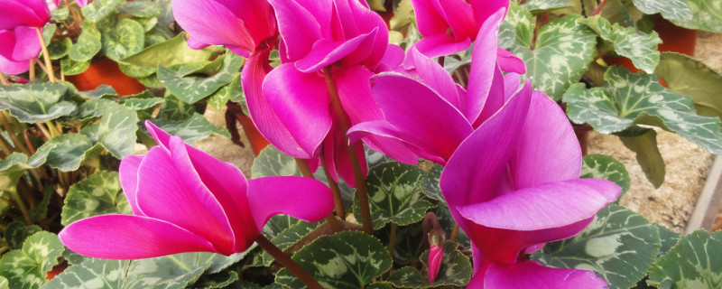 仙客来的花怎么都耷拉下来了 仙客来的花为什么耷拉下来了