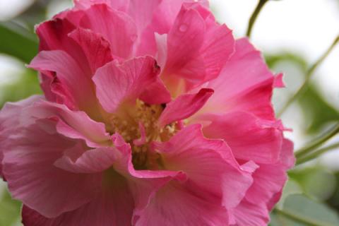 芙蓉花什么时候开花