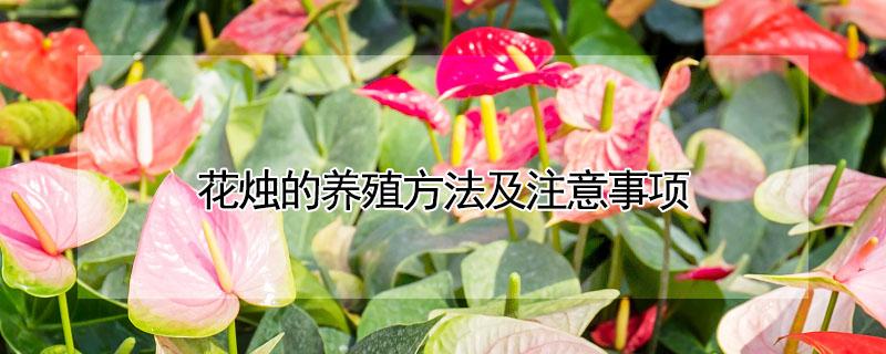 花烛的养殖方法及注意事项 花烛的养殖方法及注意事项红掌