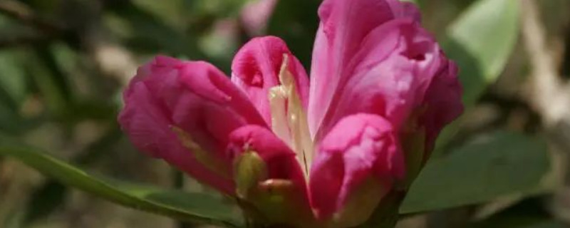 带花苞的杜鹃花怎么浇水 杜鹃花如何浇水