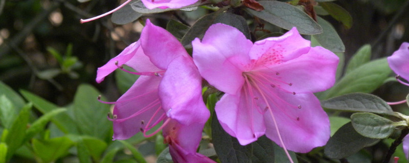 杜鹃花扦插可以水插吗（杜鹃花水插多久可以活）