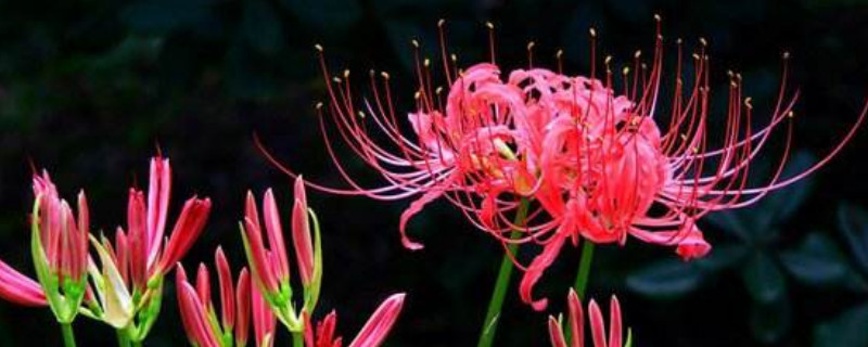 彼岸花的养护方法 彼岸花的养殖方法和注意事项 彼岸花怎么养