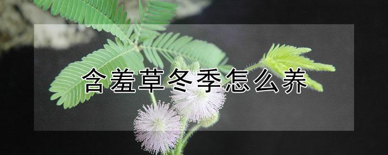 含羞草冬季怎么养（含羞草怎么过冬天）