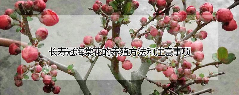 长寿冠海棠花的养殖方法和注意事项 长寿冠海棠花的养殖方法冬季怎样养护