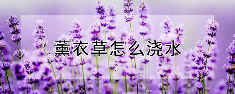 薰衣草怎么浇水（薰衣草如何浇水）