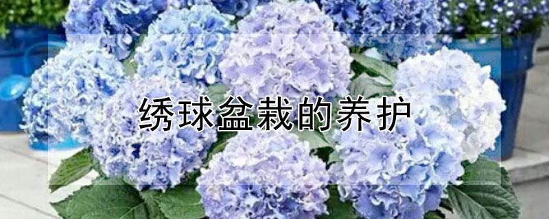 绣球盆栽的养护 绣球花种植养护