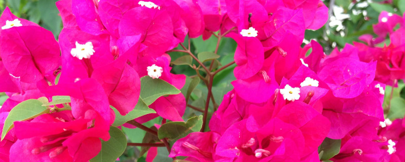 三角梅几月份扦插最好（三角梅几月份扦插最好,怎么扦插?）