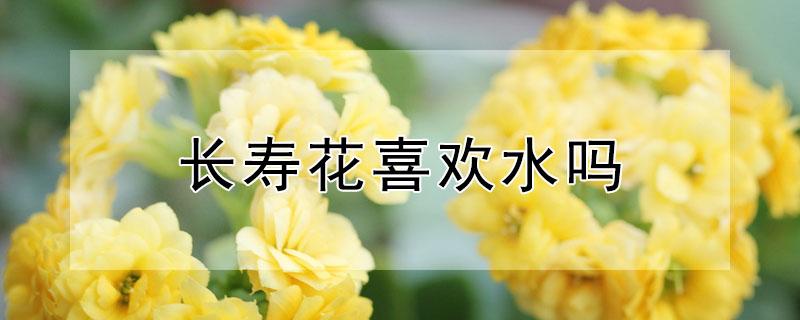 长寿花喜欢水吗(长寿花喜欢水吗还是干一点好)