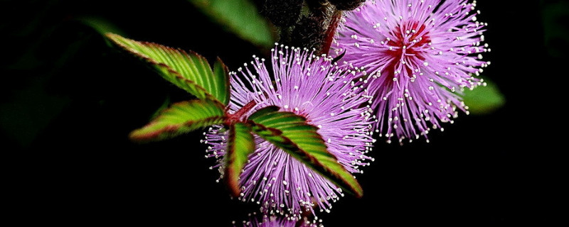 含羞草种子多久浇一次水(含羞草种子浇多少水)