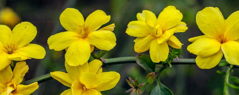 迎春花可以晒太阳吗（迎春花可以在太阳下晒吗）