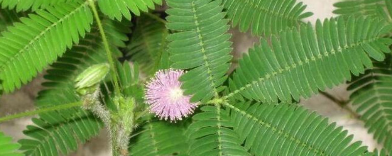 含羞草幼苗怎么养（含羞草小苗怎么养大）