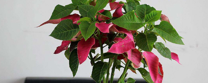 一品红花什么季节开花（一品红花什么时候开花）