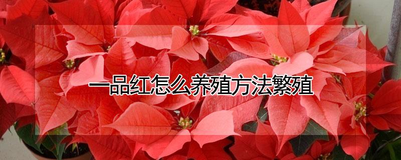 一品红怎么养殖方法繁殖（一品红的养殖技术）