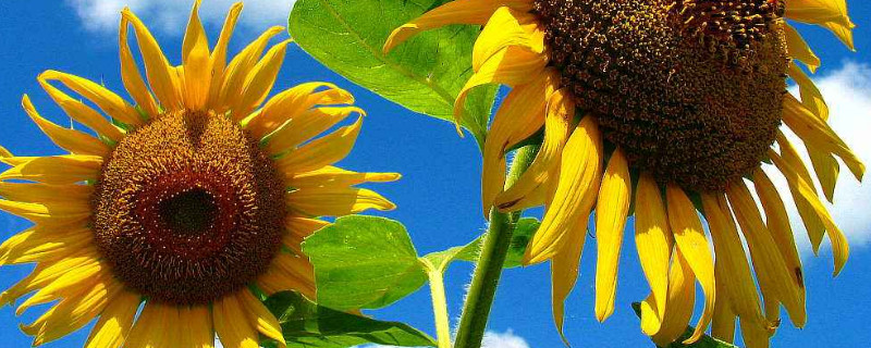 向日葵用什么土种比较好（向日葵适合什么土壤种植）