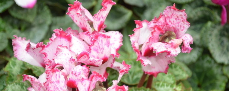 水培仙客来的养殖方法和注意事项 水培仙客来好养还是土养好