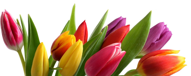 郁金香种球多久发芽（郁金香种球多久发芽开花）